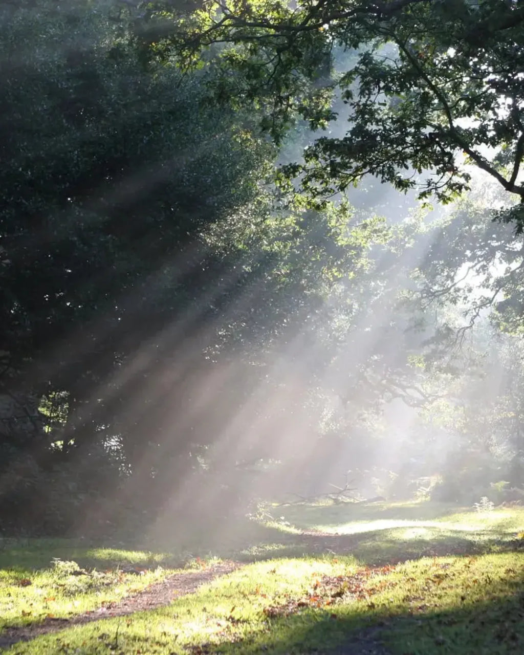 J-Scent Shaft of Light Eau de Parfum